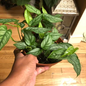 monstera siltepecana