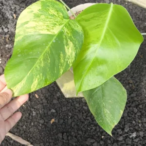 Monstera Aurea Variegated